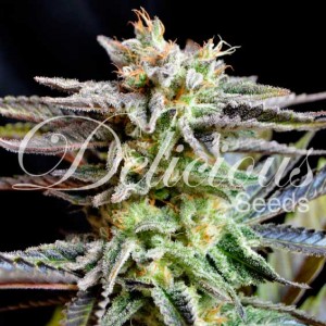 Chocobang - Feminized marijuana seeds